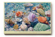 Paul Sinus Wandbild The Treasures of the Shore farbenprächtiges Muschelmotiv unter klarem Wasser mit sommerlicher Leuchtkraft