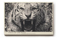 Paul Sinus Wandbild 120x80cm Tiger Portrait Schwarz Weiß Wildtier Kunst für Wohnzimmer Büro und Atelier