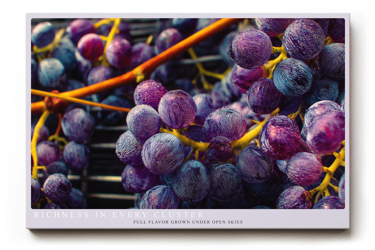 Paul Sinus Wandbild 120x80cm Trauben Makro Fotokunst modern violett blau Obst Kunstdruck grosses Kunstbild frische Wanddekoration fuer Kueche Esszimmer Wohnzimmer