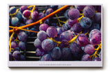 Paul Sinus Wandbild 120x80cm Trauben Makro Fotokunst modern violett blau Obst Kunstdruck grosses Kunstbild frische Wanddekoration fuer Kueche Esszimmer Wohnzimmer