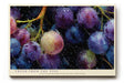 Paul Sinus Wandbild 120x80cm Trauben Stillleben modern violett Obst Kunst Kunstdruck grosses Kunstbild frische Wanddekoration fuer Kueche Esszimmer Wohnzimmer
