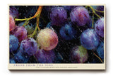 Paul Sinus Wandbild 120x80cm Trauben Stillleben modern violett Obst Kunst Kunstdruck grosses Kunstbild frische Wanddekoration fuer Kueche Esszimmer Wohnzimmer