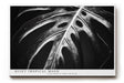 Paul Sinus Wandbild 120x80cm tropisches Blatt Monstera schwarz weiss minimalistische Natur Fotokunst moderner Kunstdruck elegante