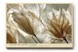 Paul Sinus Wandbild 120x80cm Veins of Quiet Light transparente Blätter Makro Natur Fotokunst in warmen Naturtönen Poster für Wohnzimmer Schlafzimmer