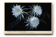 Paul Sinus Wandbild 120x80cm weisse Blueten botanische Kunst auf dunklem Hintergrund elegante Naturfotografie Kunstdruck stilvolle Wanddekoration fuer Wohnzimmer Schlafzimmer