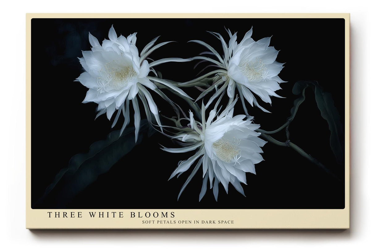 Paul Sinus Wandbild 120x80cm weisse Blueten botanische Kunst auf dunklem Hintergrund elegante Naturfotografie Kunstdruck stilvolle Wanddekoration fuer Wohnzimmer Schlafzimmer