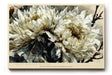 Paul Sinus Wandbild 120x80cm weisse Blueten elegante Blumenmalerei moderne florale Kunst Leinwand Wanddekoration stilvolles Blumenmotiv fuer Wohnzimmer