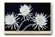 Paul Sinus Wandbild 120x80cm weisse Blumen auf dunklem Hintergrund elegante botanische Kunst moderne Naturfotografie Kunstdruck stilvolle Wanddekoration fuer Wohnzimmer Schlafzimmer Flur