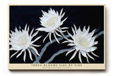 Paul Sinus Wandbild 120x80cm weisse Blumen auf dunklem Hintergrund elegante botanische Kunst moderne Naturfotografie Kunstdruck stilvolle Wanddekoration fuer Wohnzimmer Schlafzimmer Flur