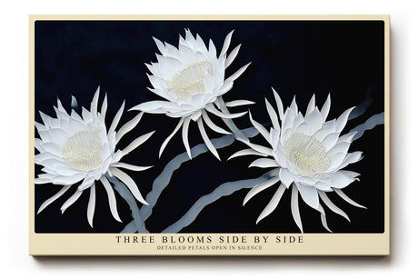 Paul Sinus Wandbild 120x80cm weisse Blumen auf dunklem Hintergrund elegante botanische Kunst moderne Naturfotografie Kunstdruck stilvolle Wanddekoration fuer Wohnzimmer Schlafzimmer Flur