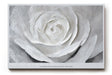Paul Sinus Wandbild 120x80cm Weisse Rose Makro Kunstmotiv Abstrakte Blumenstruktur mit sanften Formen und moderner Eleganz