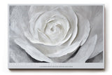Paul Sinus Wandbild 120x80cm Weisse Rose Makro Kunstmotiv Abstrakte Blumenstruktur mit sanften Formen und moderner Eleganz
