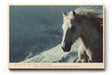 Paul Sinus Wandbild 120x80cm weisses Pferd im Schneesturm kraftvolle Tierfotografie Winterlandschaft dynamische Natur Wanddekoration fuer Wohnzimmer Büro