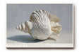 Paul Sinus Wandbild Whispers of a Hidden Ocean Seashell Beauty and Silence of Nature