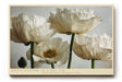 Paul Sinus Wandbild 120x80cm White Blooms in Still Air Elegante Weisse Blueten Fotokunst fuer Wohnzimmer Schlafzimmer und Büro