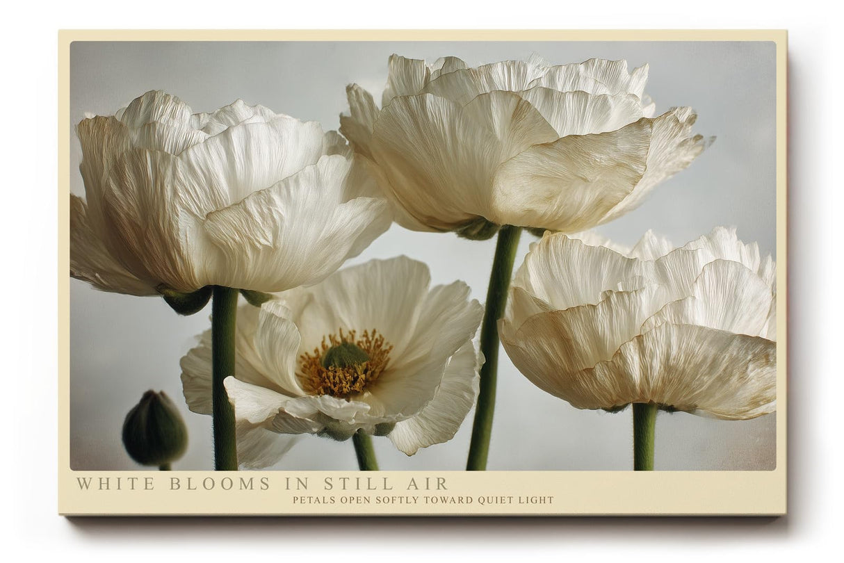 Paul Sinus Wandbild 120x80cm White Blooms in Still Air Elegante Weisse Blueten Fotokunst fuer Wohnzimmer Schlafzimmer und Büro