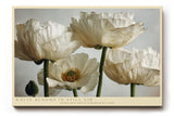Paul Sinus Wandbild 120x80cm White Blooms in Still Air Elegante Weisse Blueten Fotokunst fuer Wohnzimmer Schlafzimmer und Büro