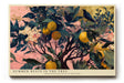 Paul Sinus Wandbild 120x80cm Zitronenbaum mit Vogel Botanische Kunst in Grün Gelb und Rosa für Wohnzimmer Küche Büro
