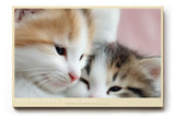 Paul Sinus Wandbild 120x80cm Zwei Kätzchen Nahaufnahme Süße Tierfotografie Katzen Kunst für Wohnzimmer Schlafzimmer Kinderzimmer