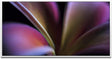 Pflanzen und Blumen ca. 130x70cm Wandbild inklusive Schattenfugenrahmen weiss - Panorama Leinwand Bild XXL Format Wandbilder Wohnzimmer Wohnung Deko Kunstdrucke