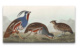 Remast_0249_1280x1280.jpg