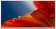rote Blumen ca. 130x70cm Wandbild inklusive Schattenfugenrahmen weiss - Panorama Leinwand Bild XXL Format Wandbilder Wohnzimmer Wohnung Deko Kunstdrucke