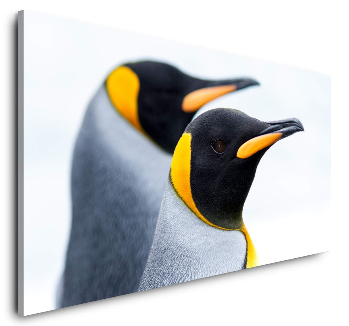 shutterstock_10681994212qpWpS0zISFDn_1280x1280.jpg