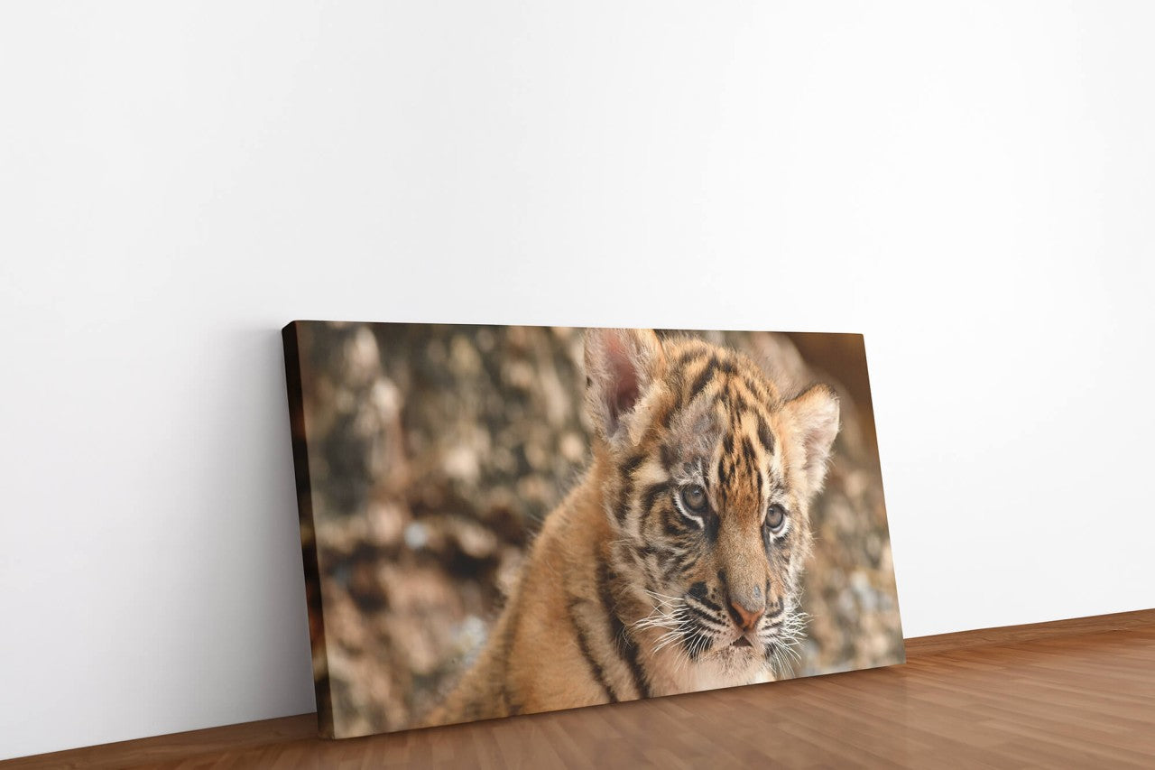 shutterstock_1078771673DJXRlO6VwelKF_1280x1280.jpg