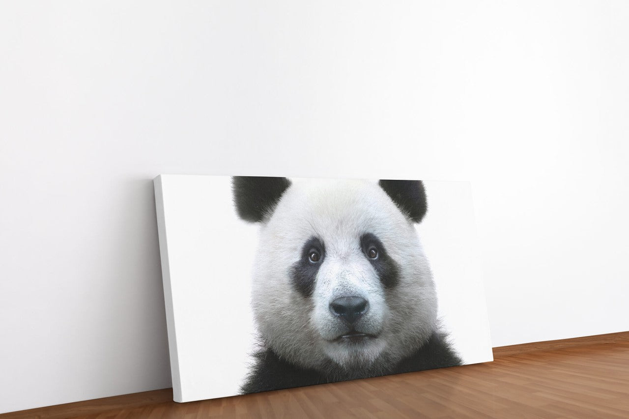 shutterstock_1419182372tYHAi88dmkVqe_1280x1280.jpg
