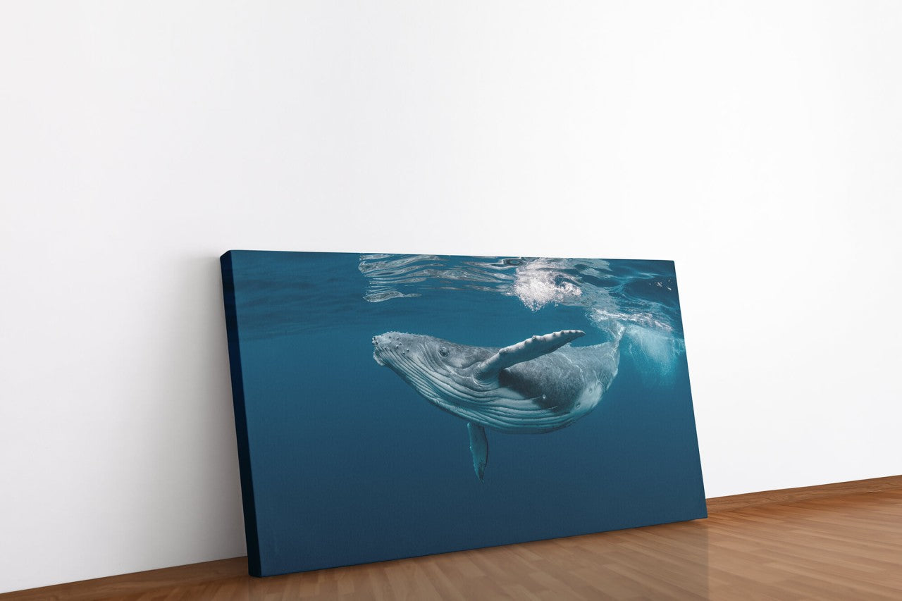 shutterstock_1464435725PJi508J9REnxs_1280x1280.jpg