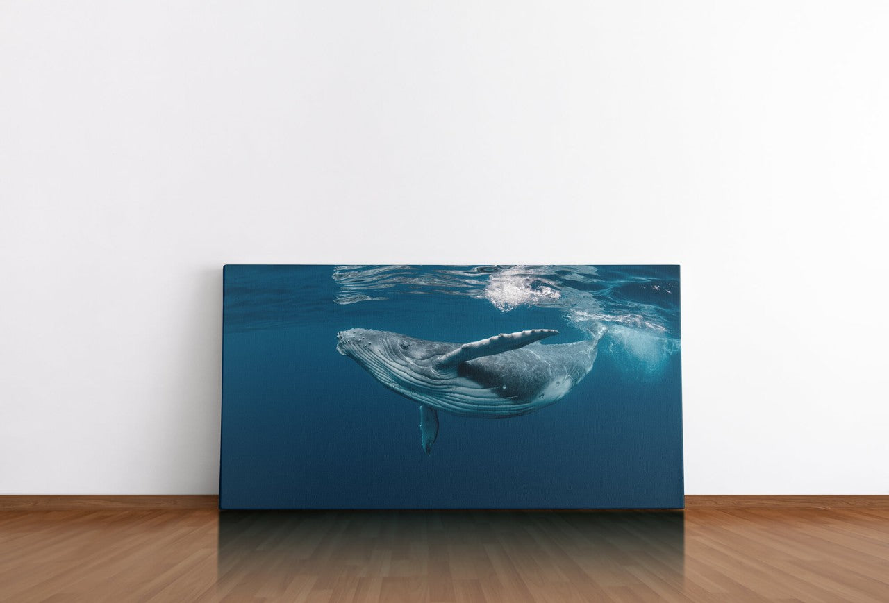shutterstock_1464435725iolK8dPkOxBZo_1280x1280.jpg