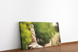 shutterstock_164022368CVAQ6GlOFGbOp_1280x1280.jpg