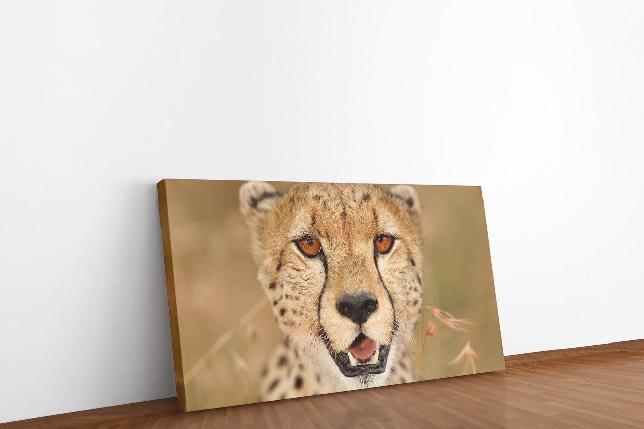 shutterstock_16434881171CJOUk9jsS72p_1280x1280.jpg