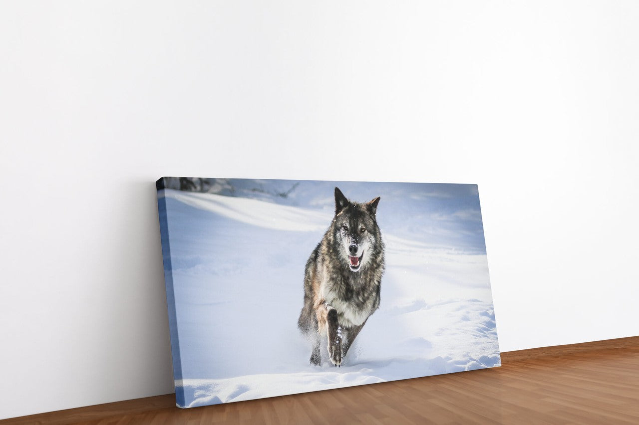shutterstock_166356661376tmOtWhxKO2H_1280x1280.jpg
