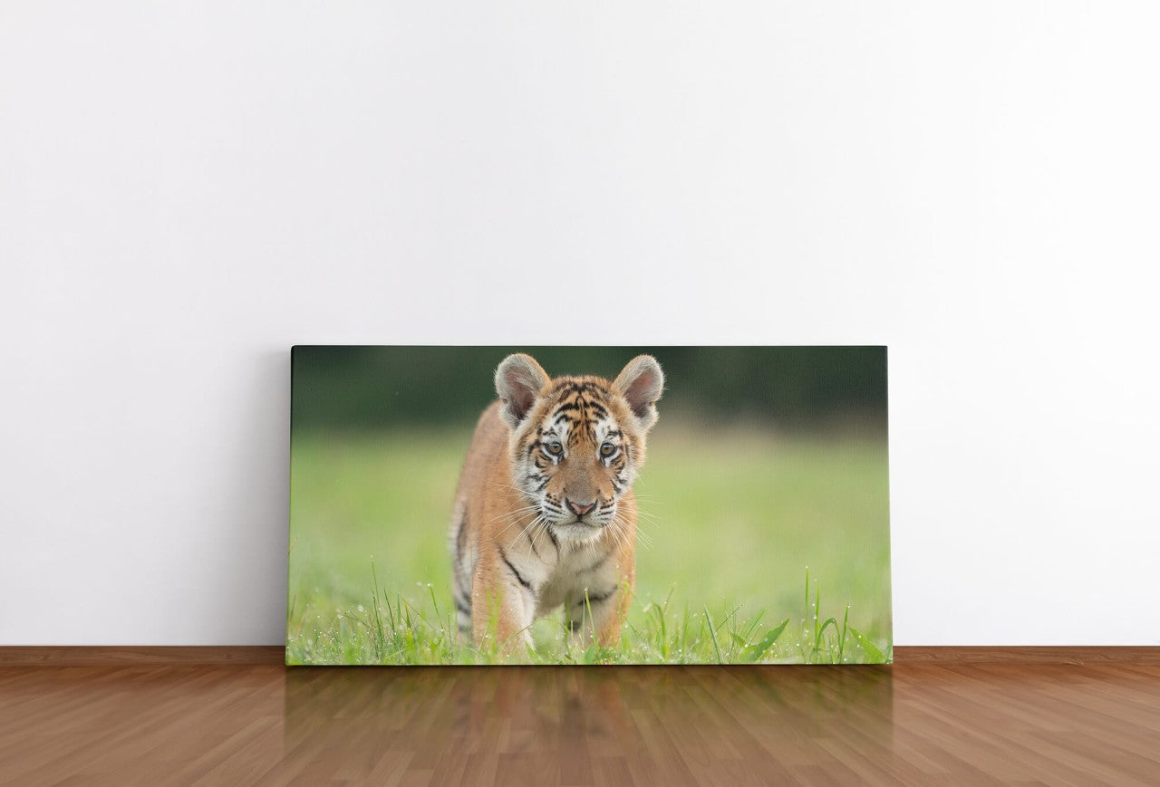 shutterstock_1792995682BDTQphhWGlN6J_1280x1280.jpg