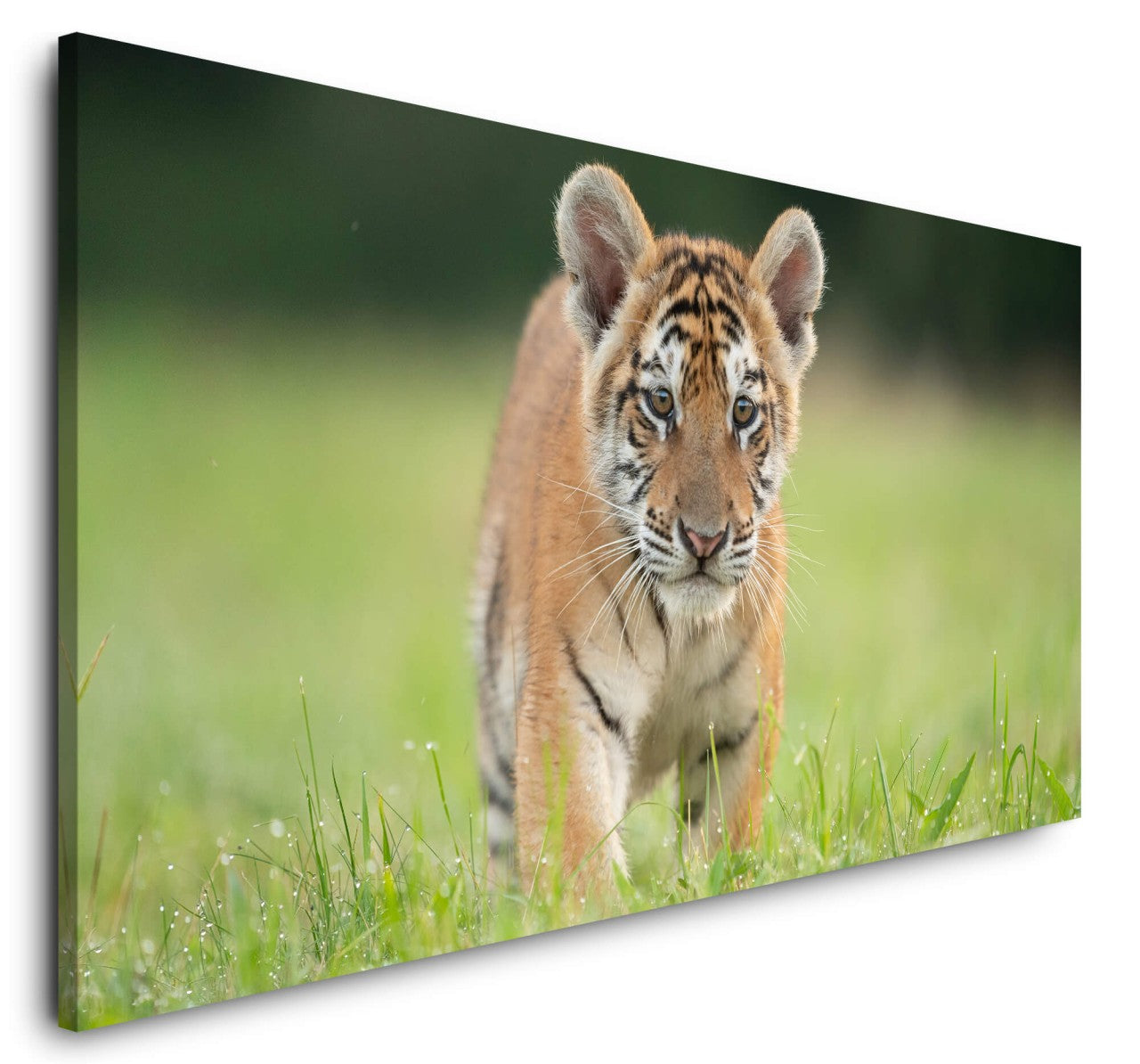 shutterstock_1792995682llci8T5SYZO0U_1280x1280.jpg