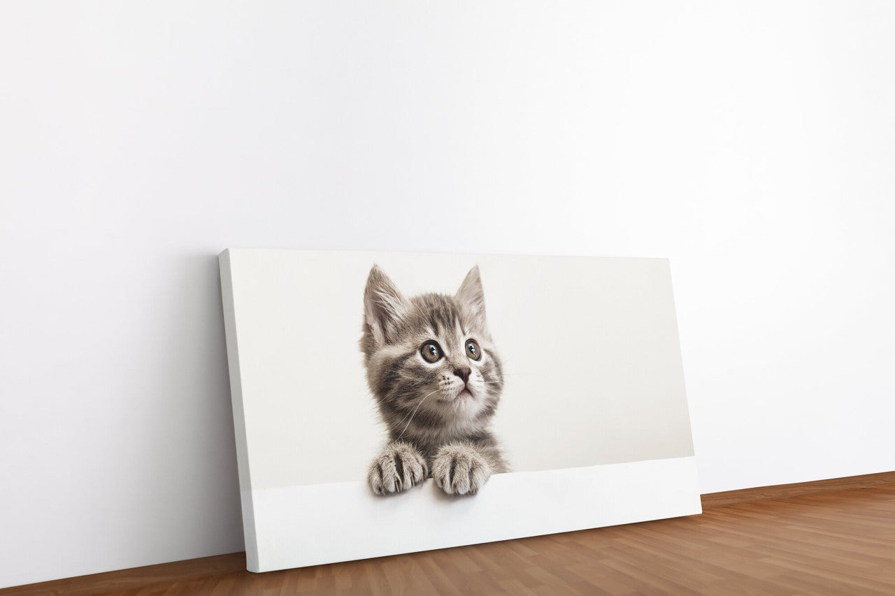 shutterstock_1869172456JA0zIuM3MRngz_1280x1280.jpg