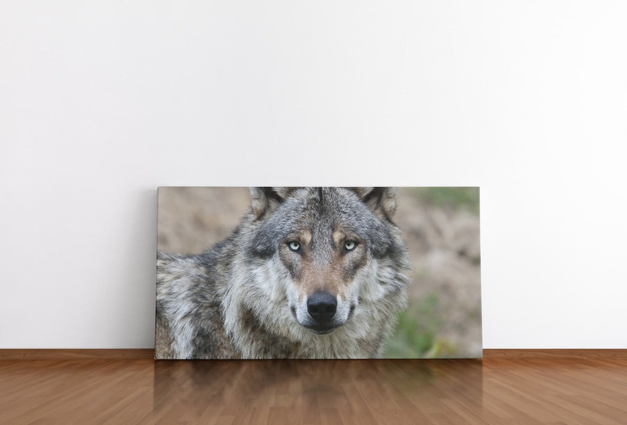 shutterstock_187834856LhBwKcR2SvTgi_1280x1280.jpg