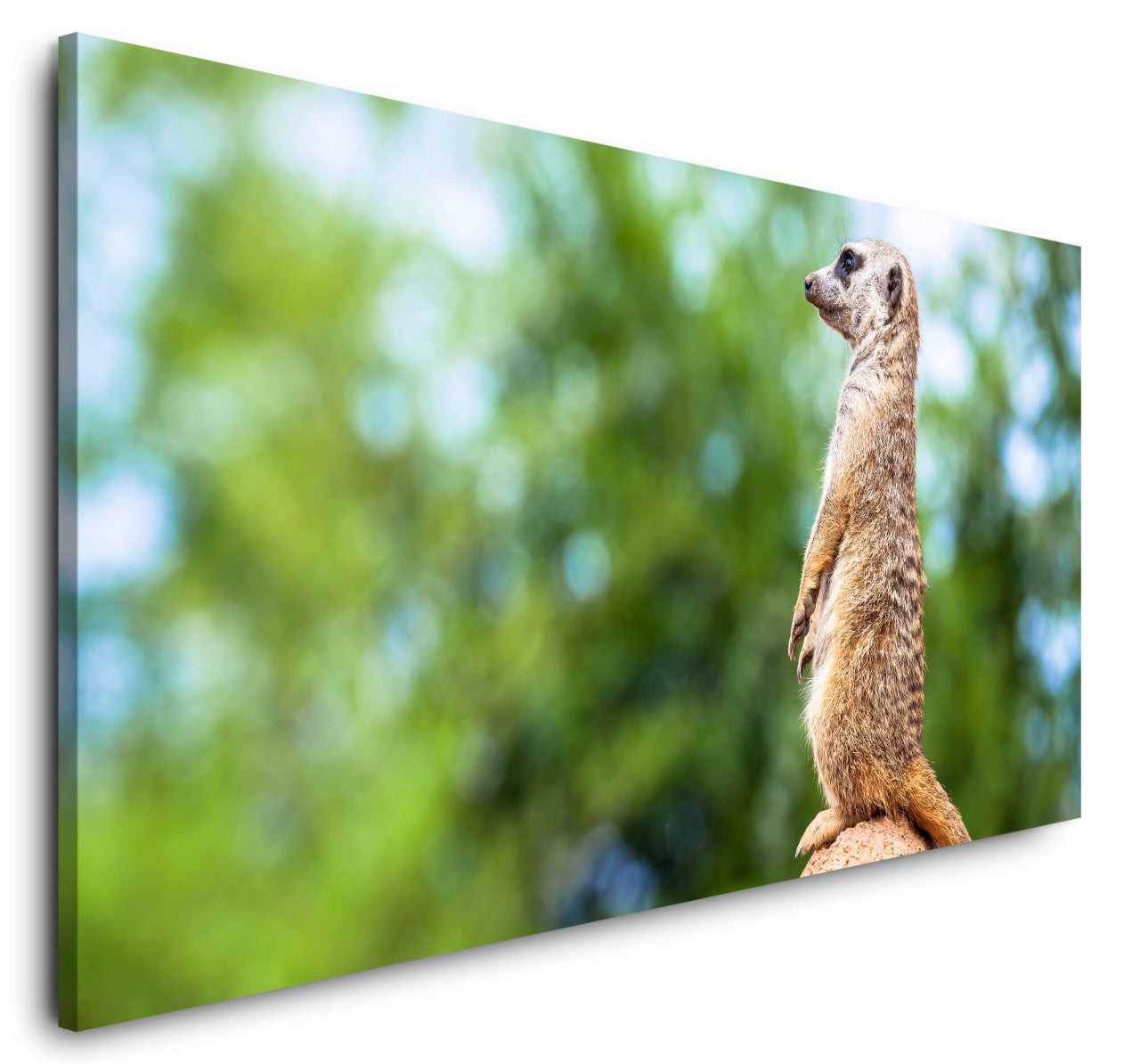 shutterstock_1881471448WwAYcrtamhf0K_1280x1280.jpg