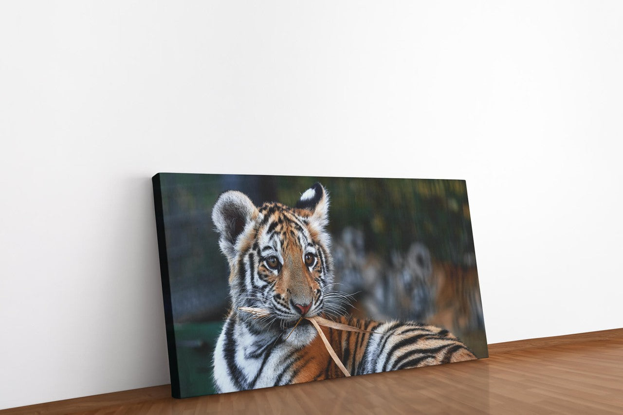 shutterstock_1913361931d9KKFybhBWBpz_1280x1280.jpg