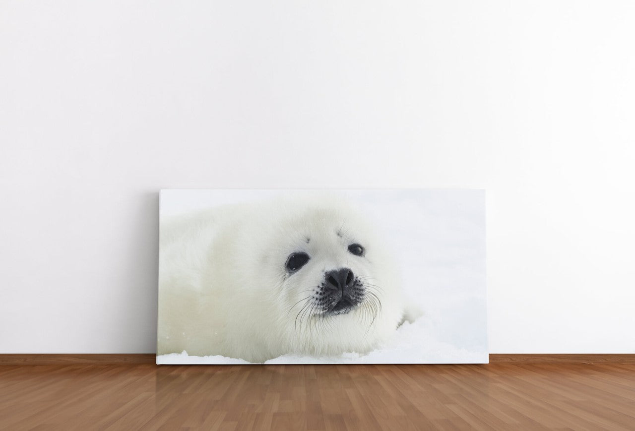 shutterstock_1936515136lFUpNFfLhvQck_1280x1280.jpg