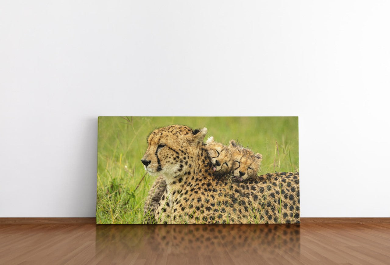 shutterstock_1981849286P9IkCyeR3jdnX_1280x1280.jpg
