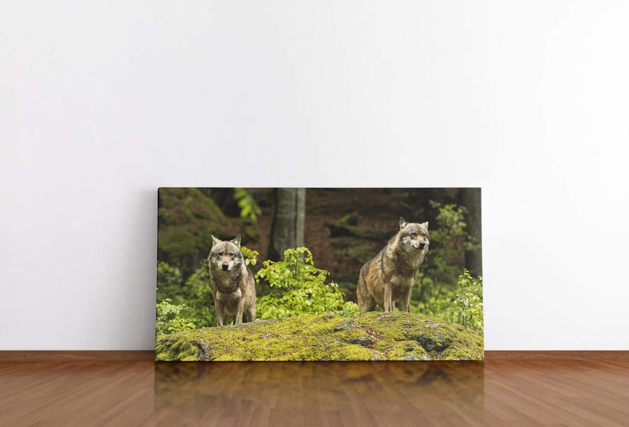shutterstock_3100164986DyKjYc7hvIuv_1280x1280.jpg