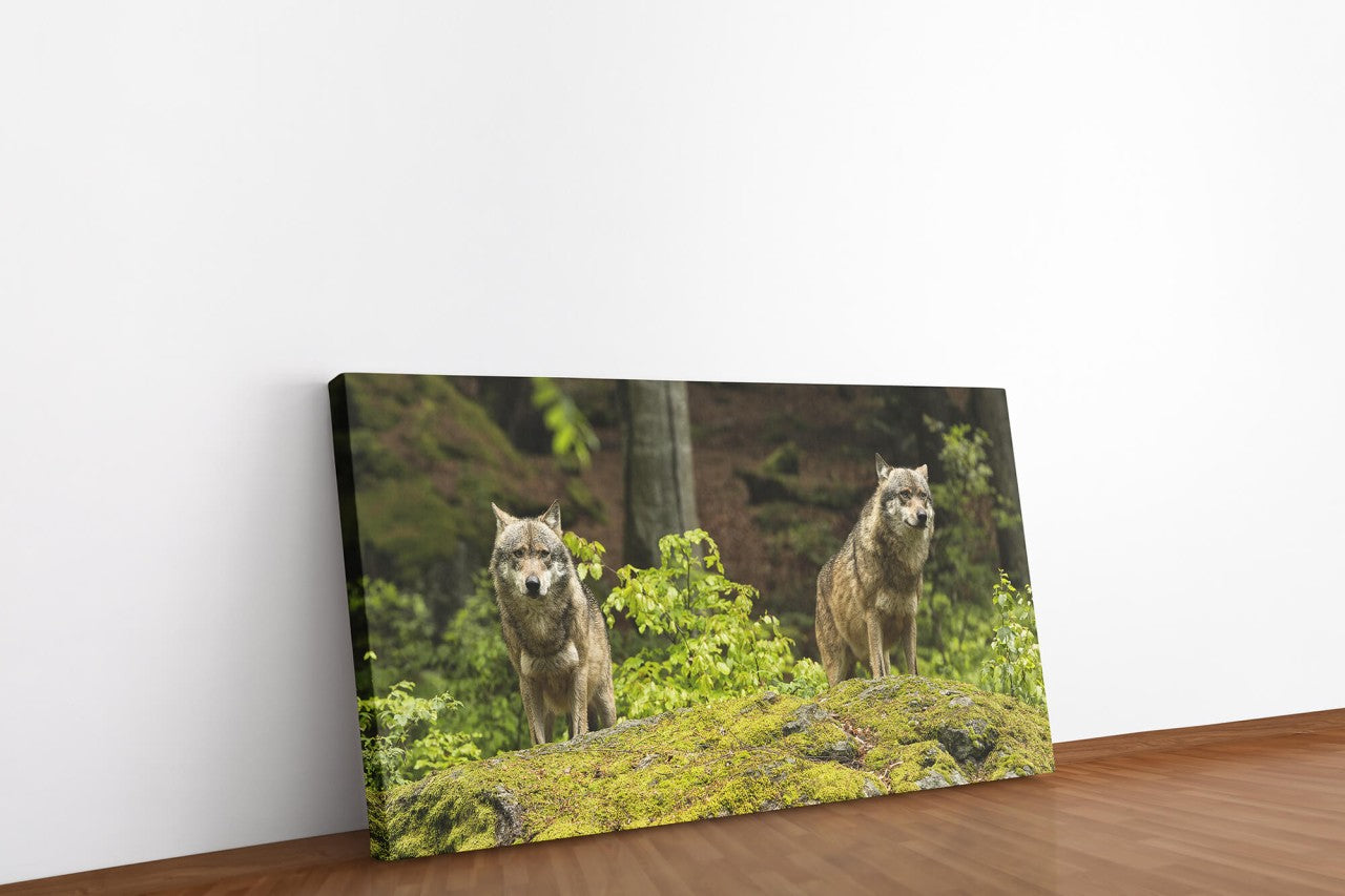 shutterstock_310016498QnTHVA3n6kPBP_1280x1280.jpg