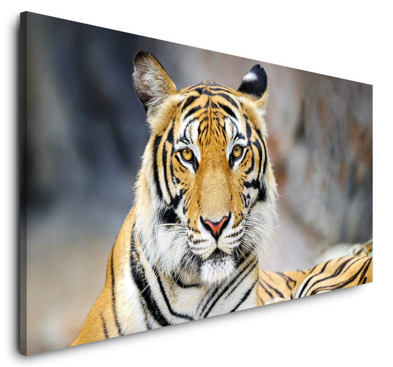 shutterstock_316149524vfMWa8G7uCyvq_1280x1280.jpg