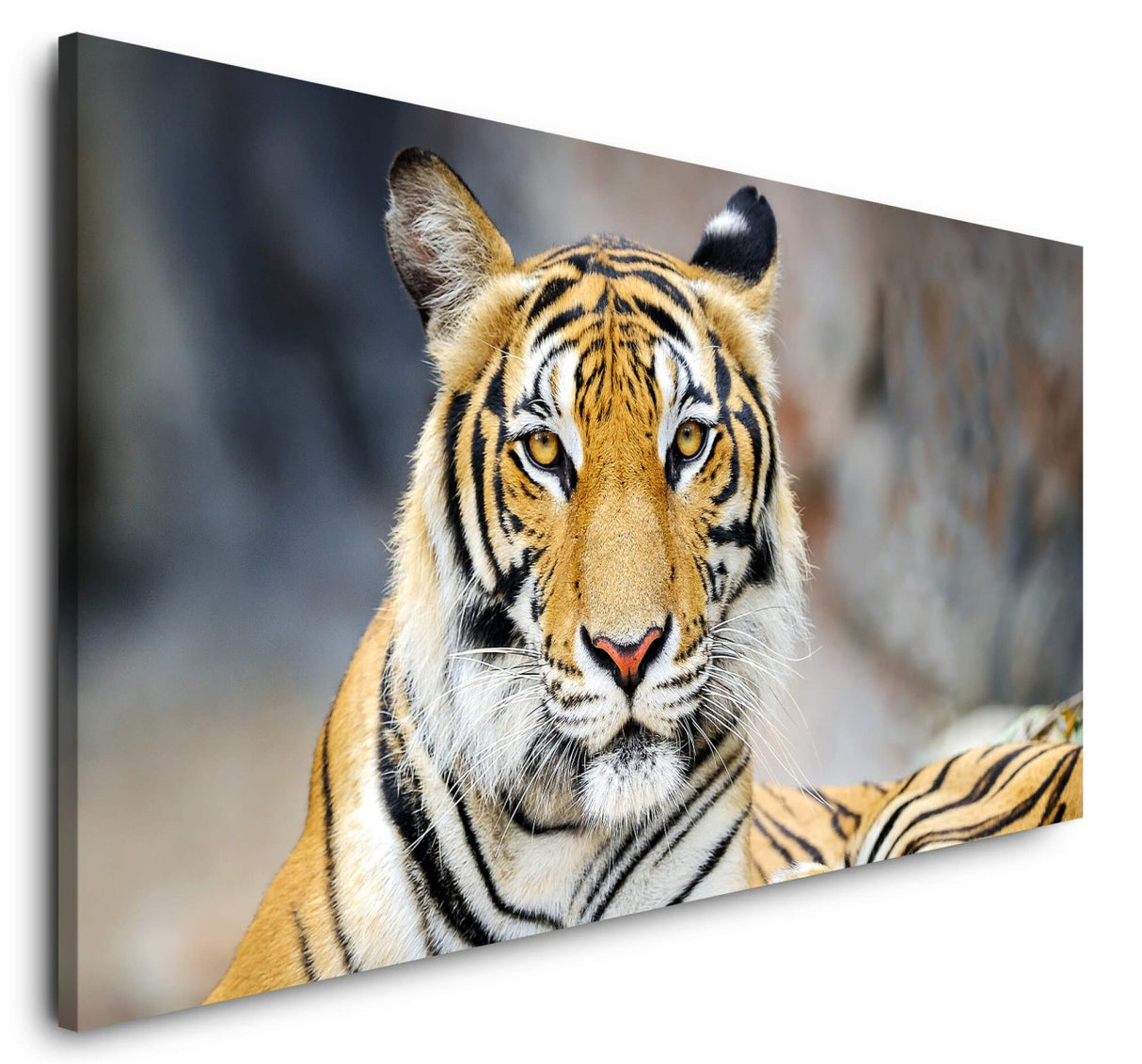 shutterstock_316149524vfMWa8G7uCyvq_1280x1280.jpg