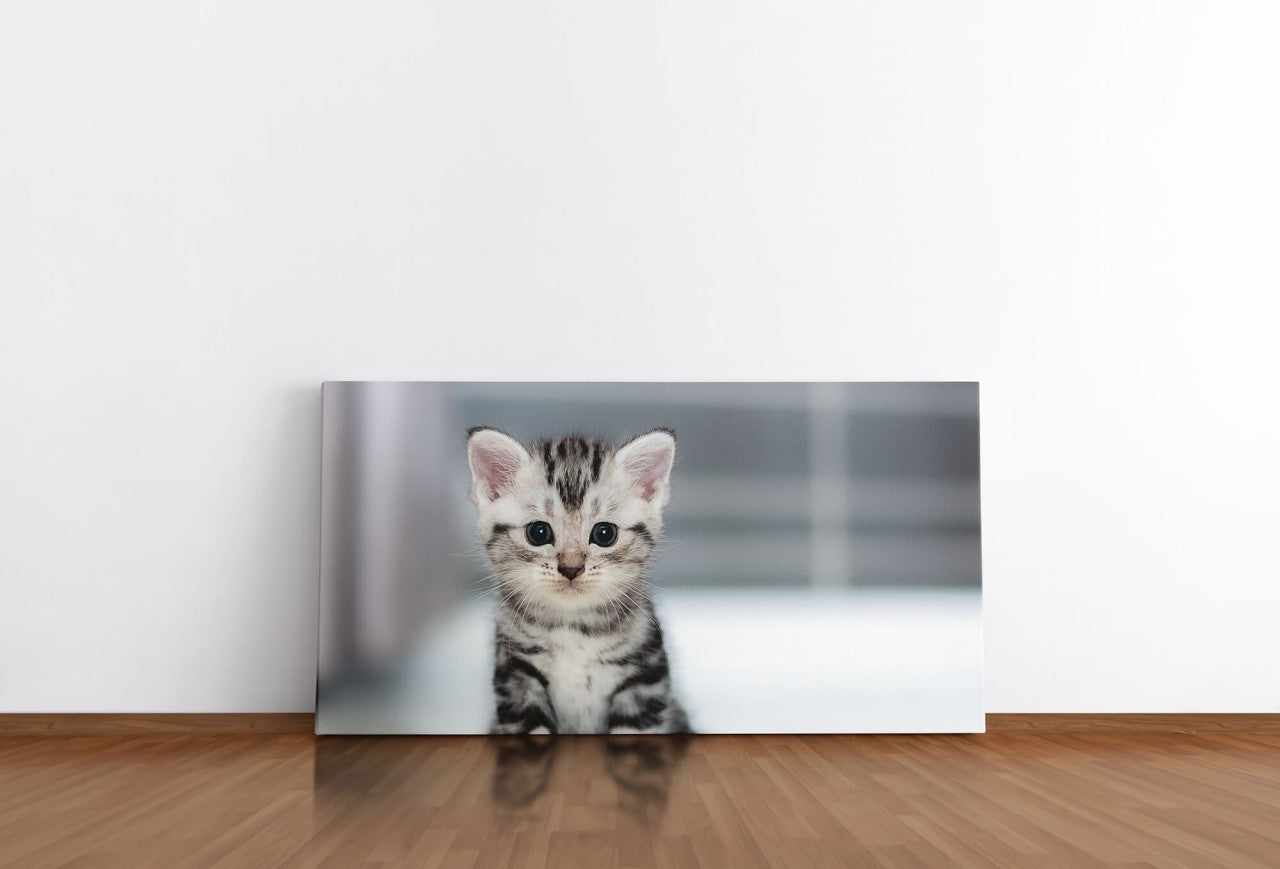 shutterstock_352176329VG7cOPOQqEvoO_1280x1280.jpg