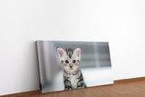 shutterstock_352176329Xz8u0o0UEo7F4_1280x1280.jpg