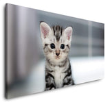 shutterstock_352176329ejwDXPhygIl1L_1280x1280.jpg