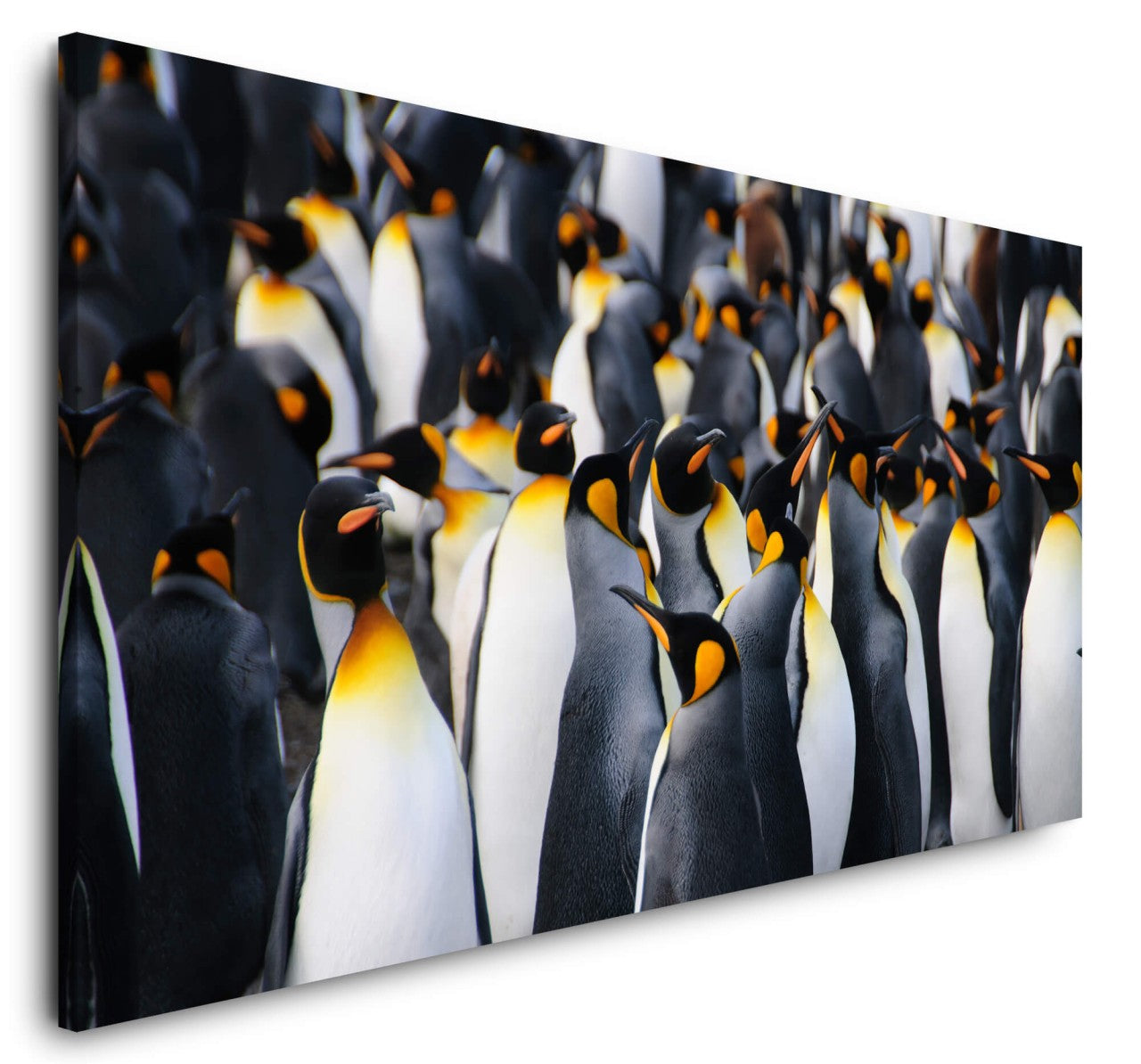 shutterstock_5351292767yquTQgAvWEUl_1280x1280.jpg